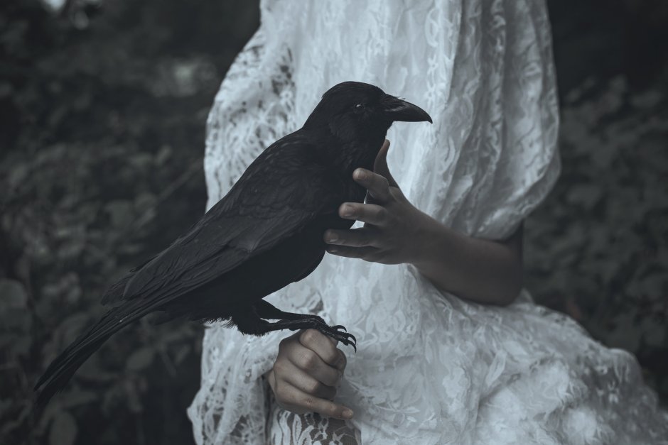 Ворон Ханна Фрост