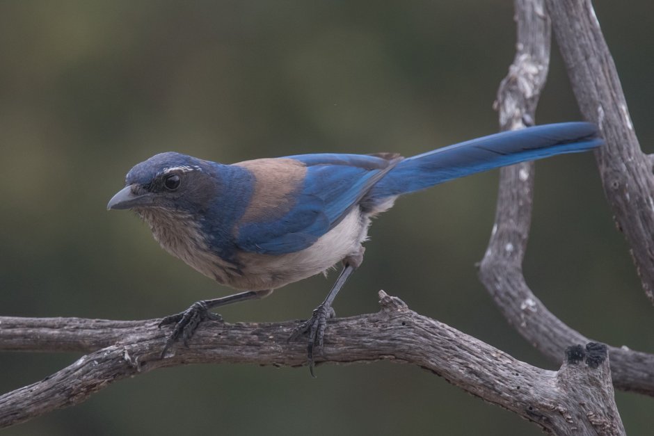 Кустарниковые птички