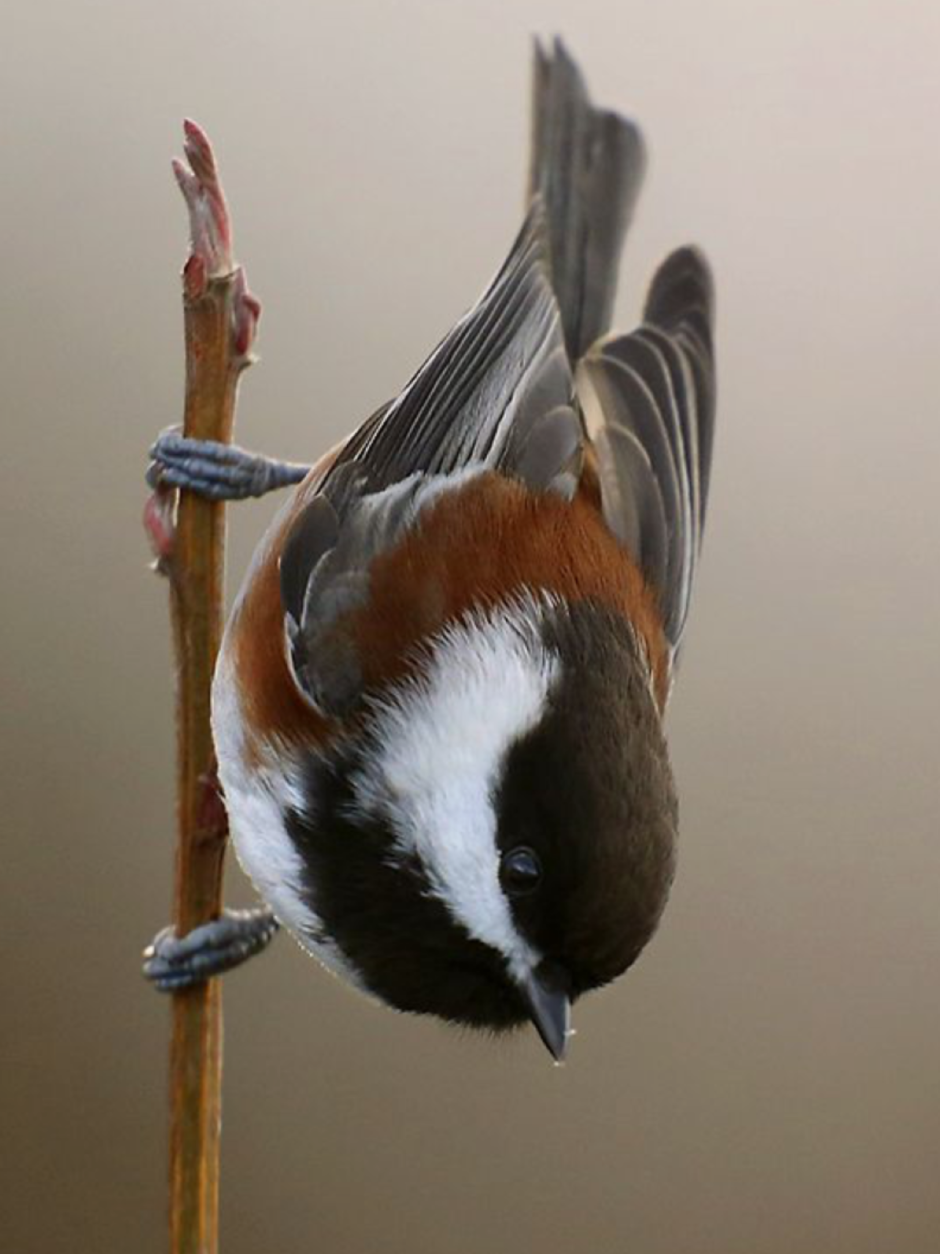 Расписная синичка