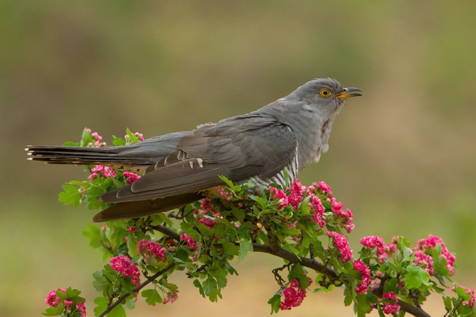 Обыкновенная Кукушка