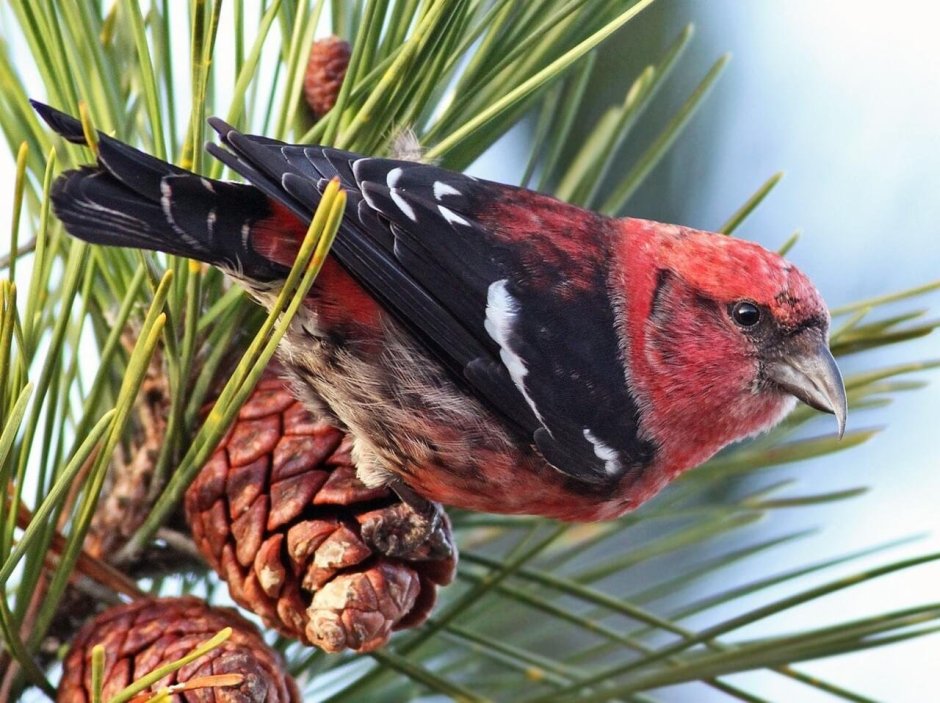 Зяблик Клест