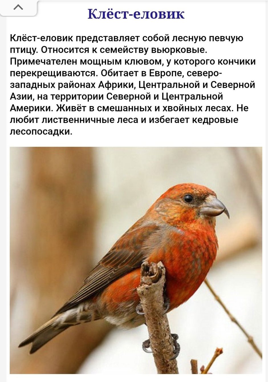 Клесты Вьюрковые