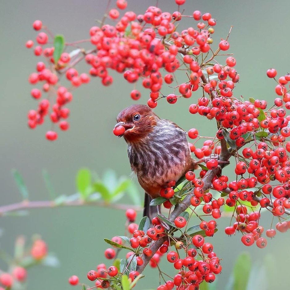 Птичья ягода