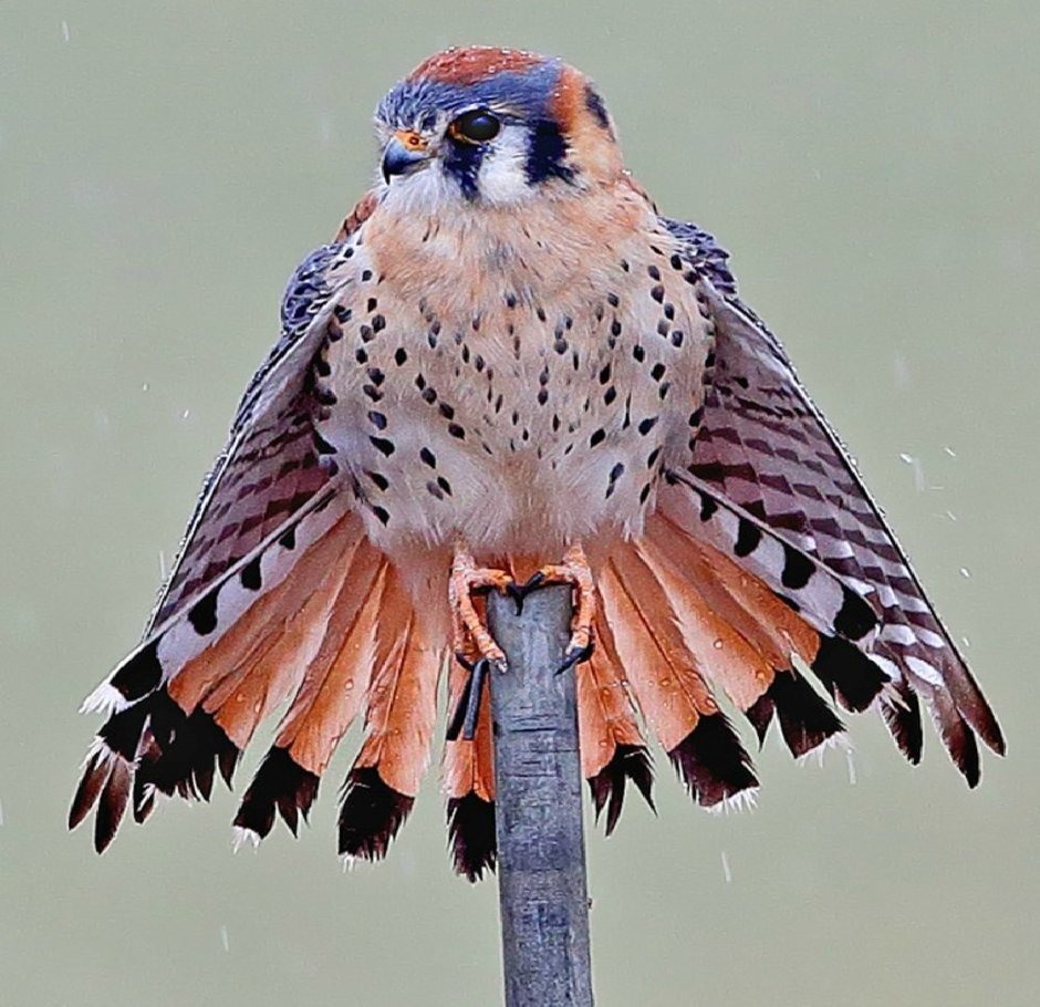 Пустельга Кестрел