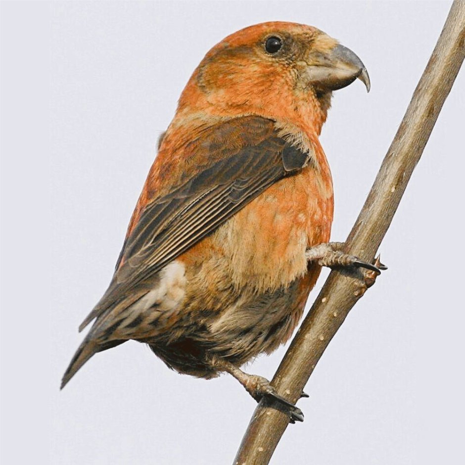 Птица Клест еловик