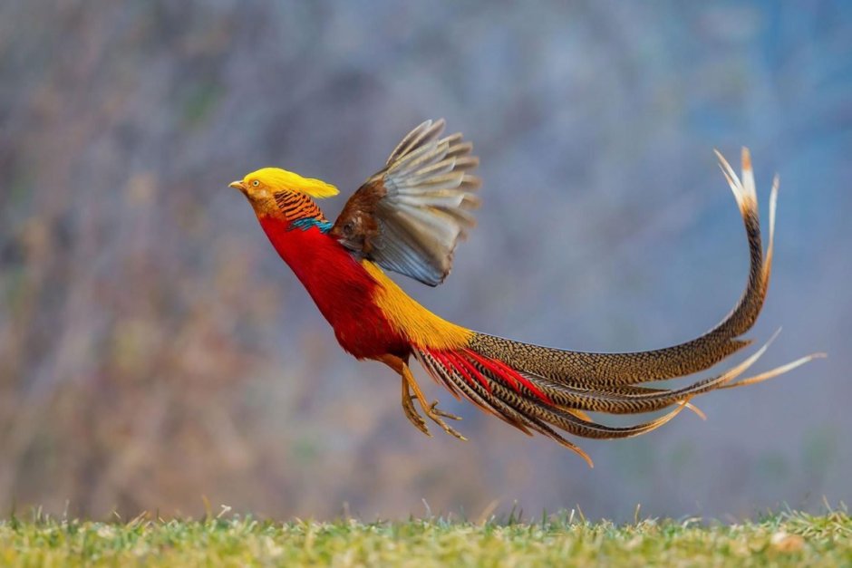 Золотоголовый фазан