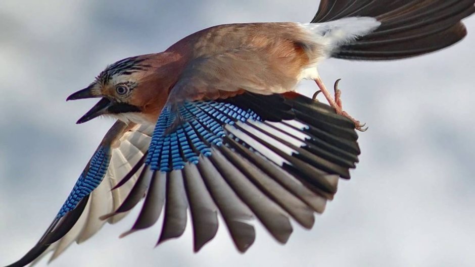 Птица хлесты фото