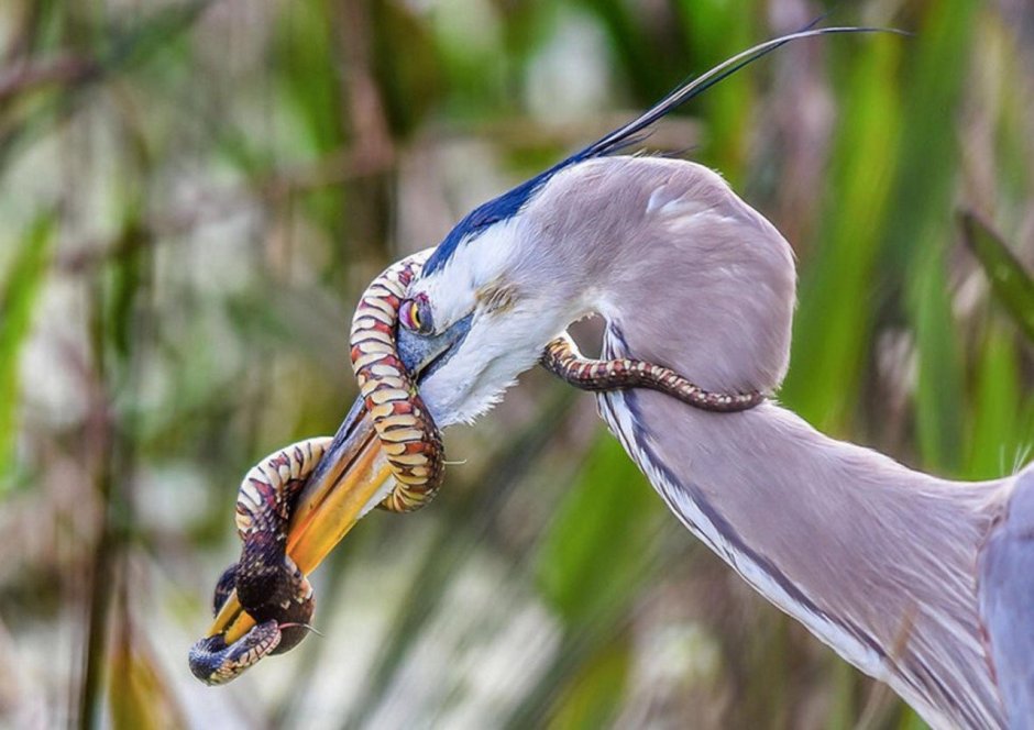 Птицы и змеи