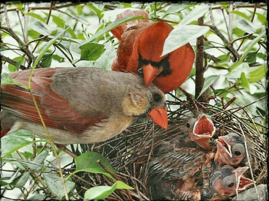 Птенцы кардинала