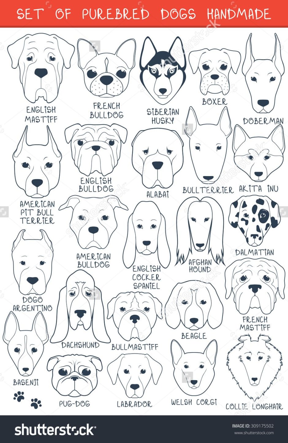 Рисунки собак мордочек разных пород
