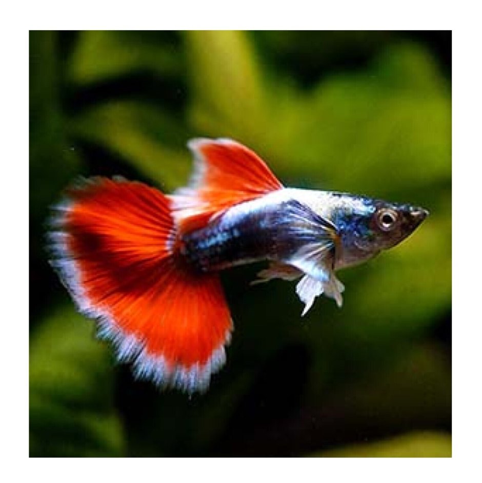 Дамбо гуппи аквариумные рыбки