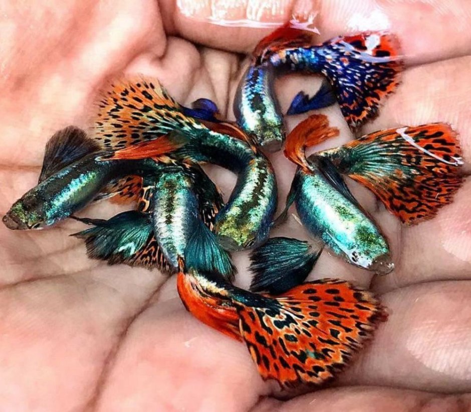 Гуппи слоновьи уши красная мозаика