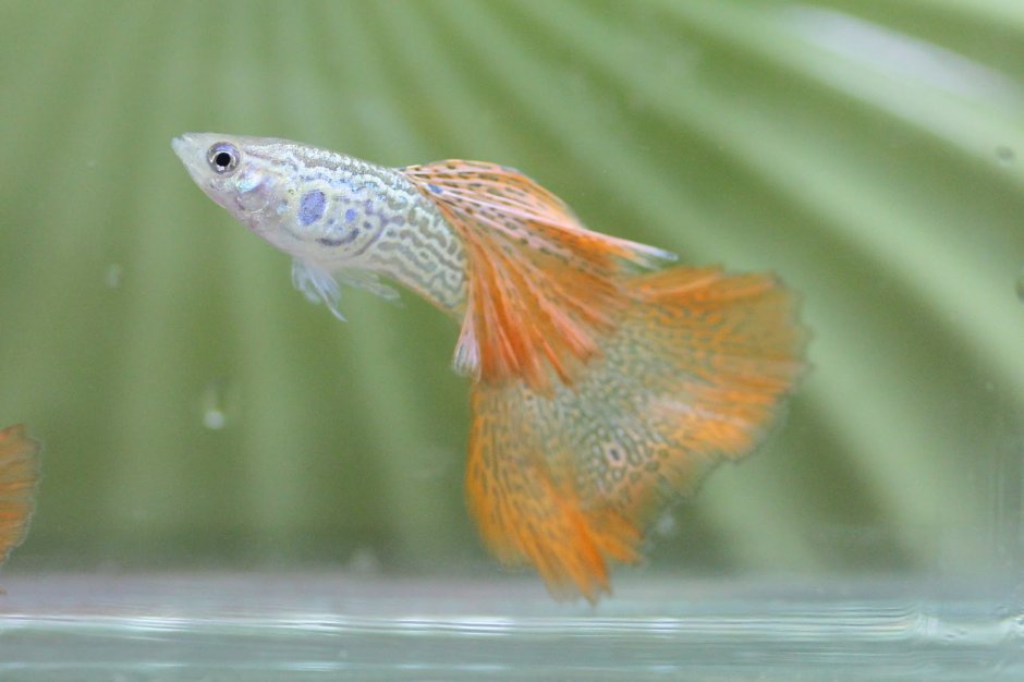 Прегнант гуппи