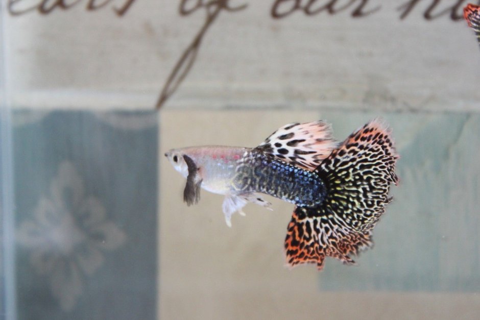 Гуппи Дамбо мозаика