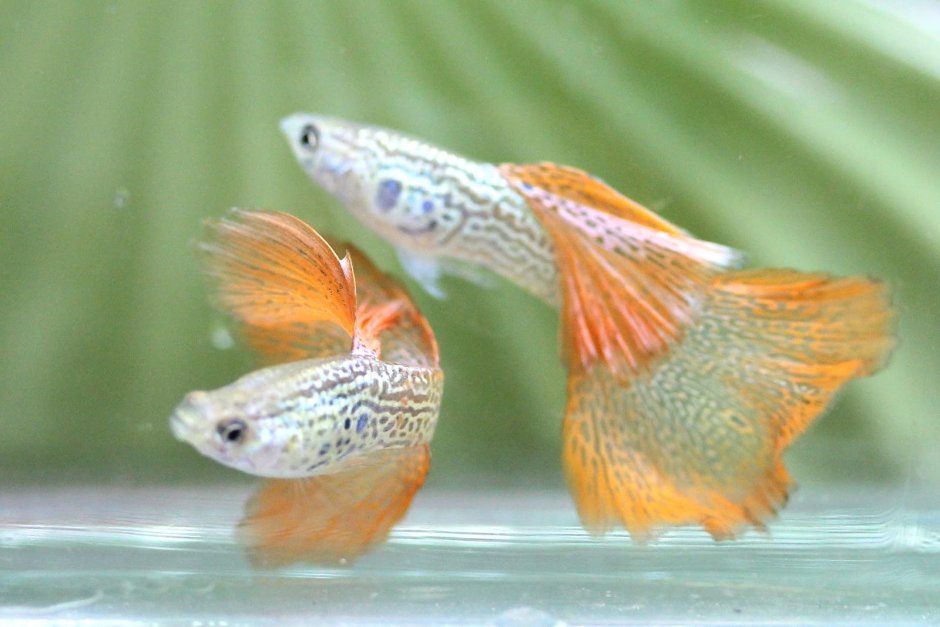 Гуппи солнечные