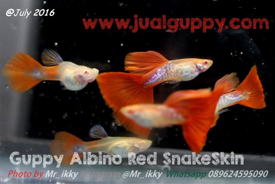 Гуппи ред Тейлор