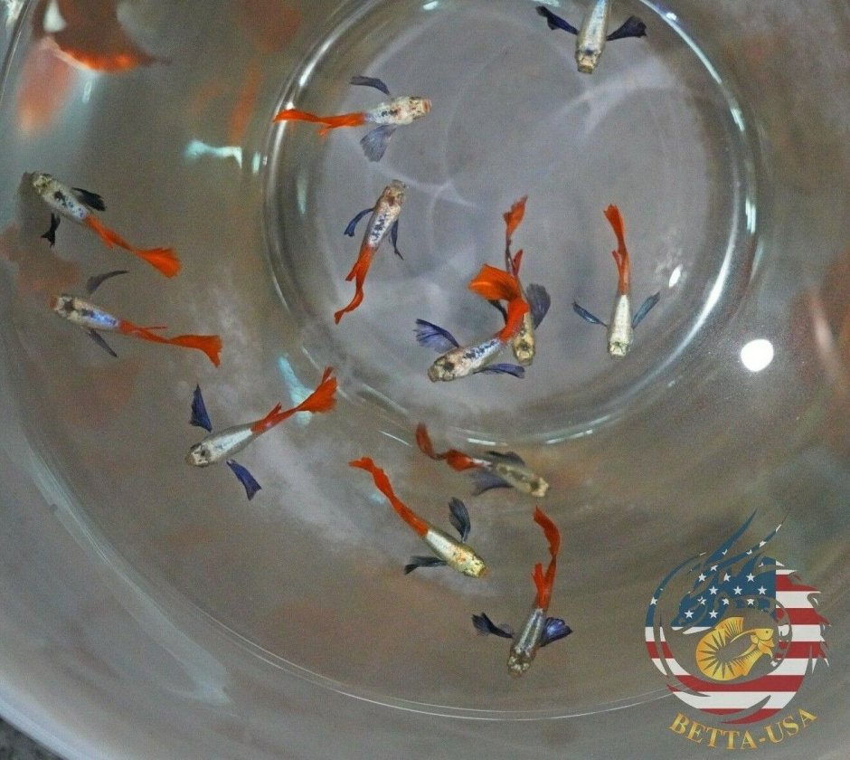 Гуппи аквариум игра