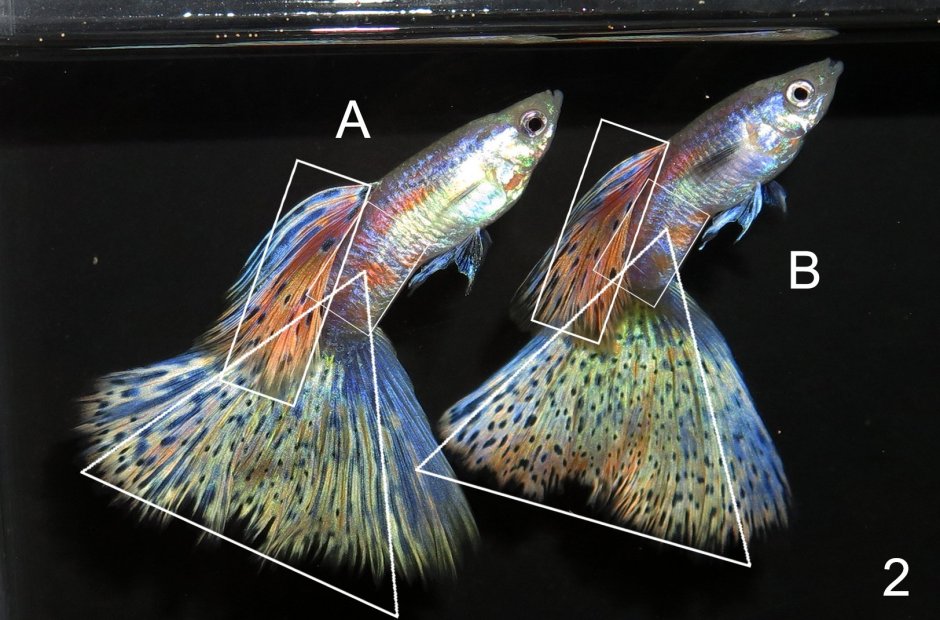 Гуппи рыбки колор