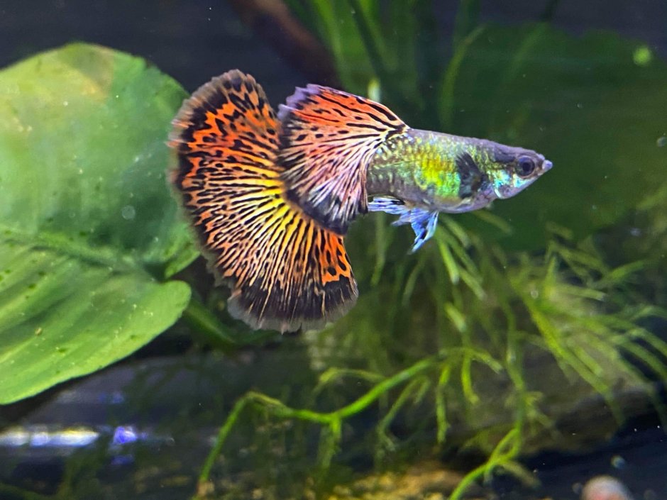 Гуппи Дамбо дракон