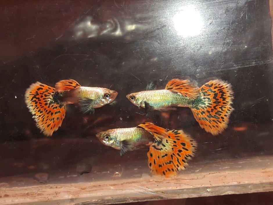 Гуппи Дамбо красная мозаика