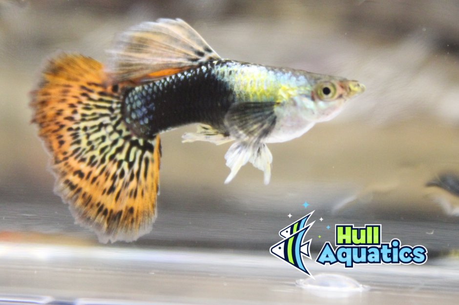 Гуппи Дамбо дракон