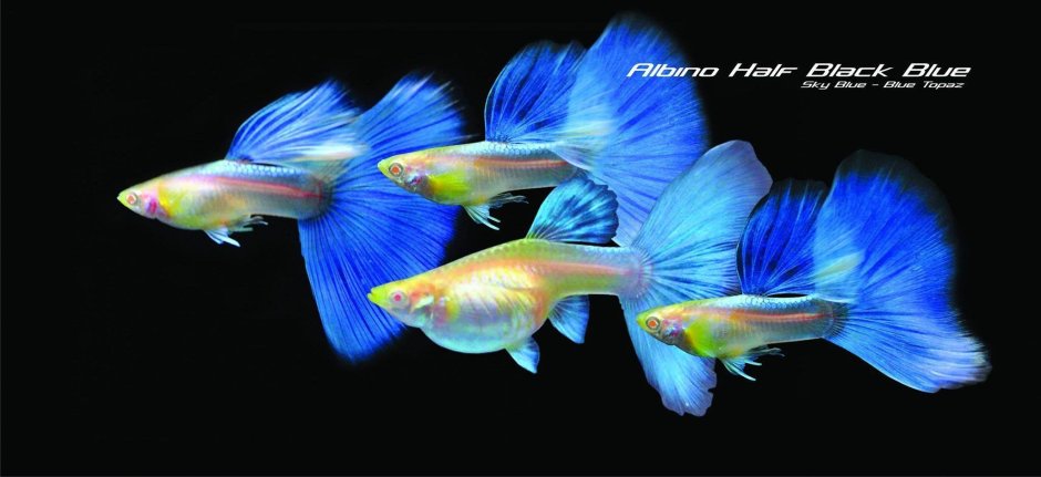 Гуппи Блю топаз