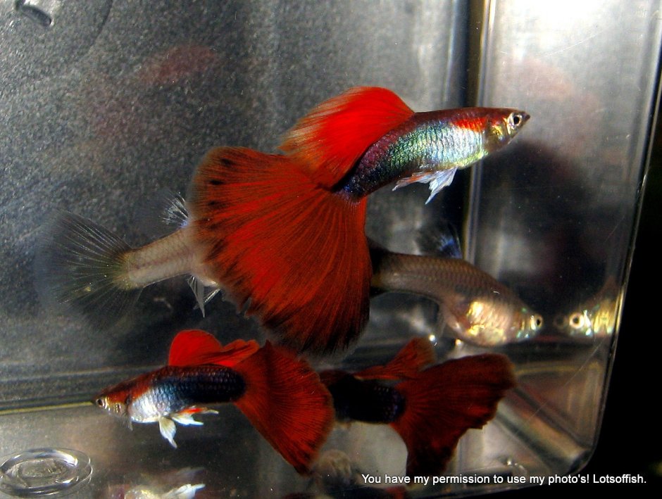 Гуппи дракон тукседо
