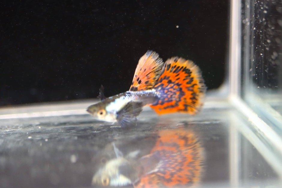 Гуппи:Platinum Киев mosfic Dumbo вып Ear Guppy(