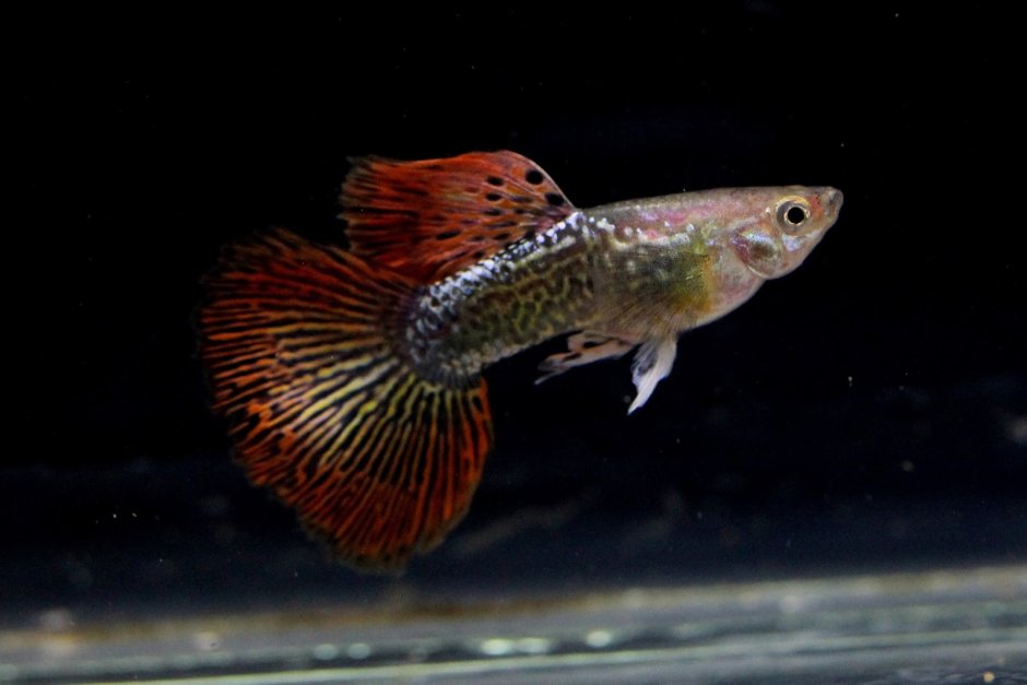 Гуппи дракон