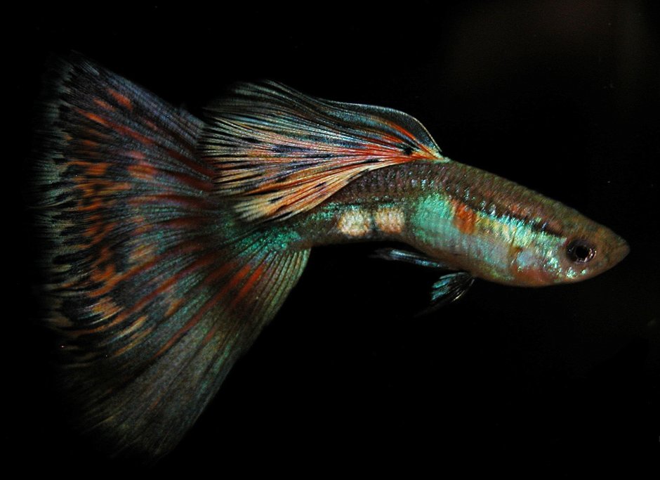 Гуппи самцы