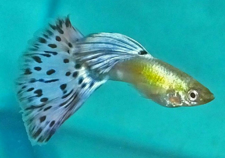 Гуппи халф Мун