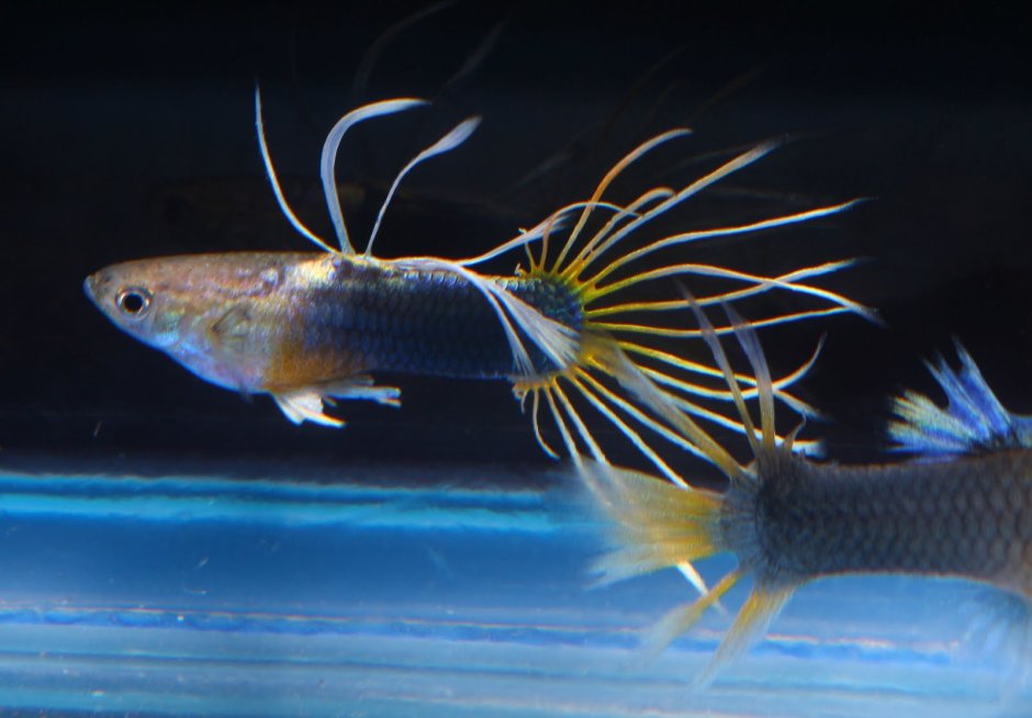 Гуппи Crowntail