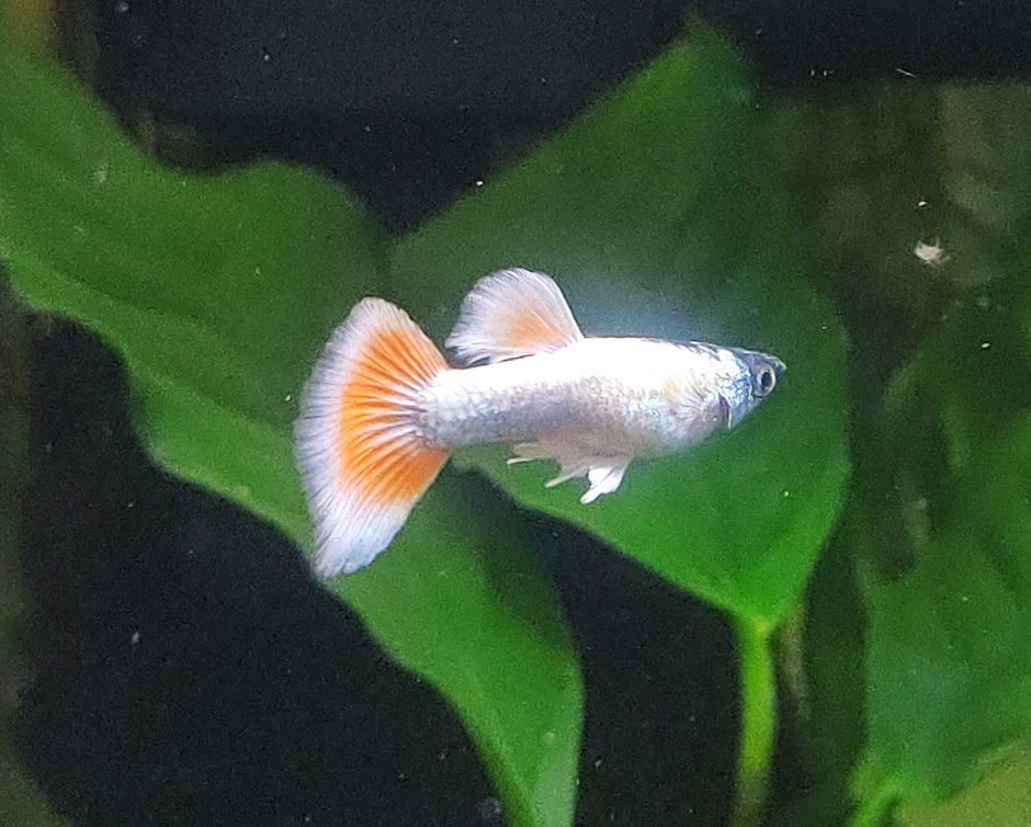 Гуппи Санта Клаус фото