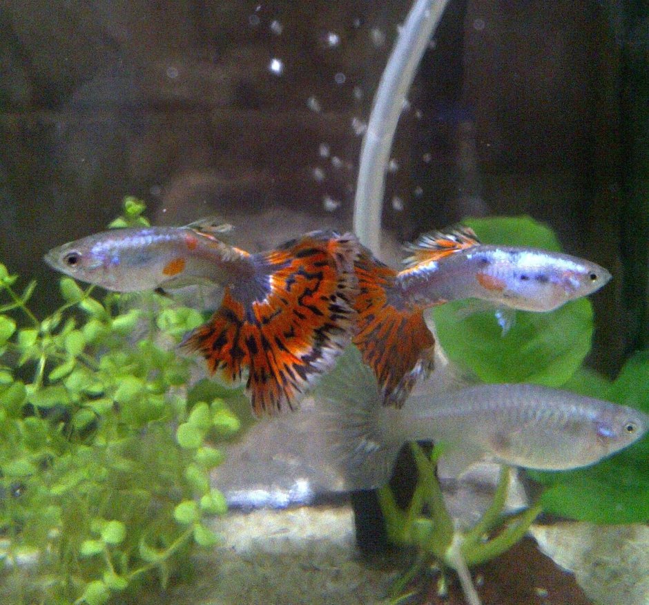 Гуппи Metal Red Lace