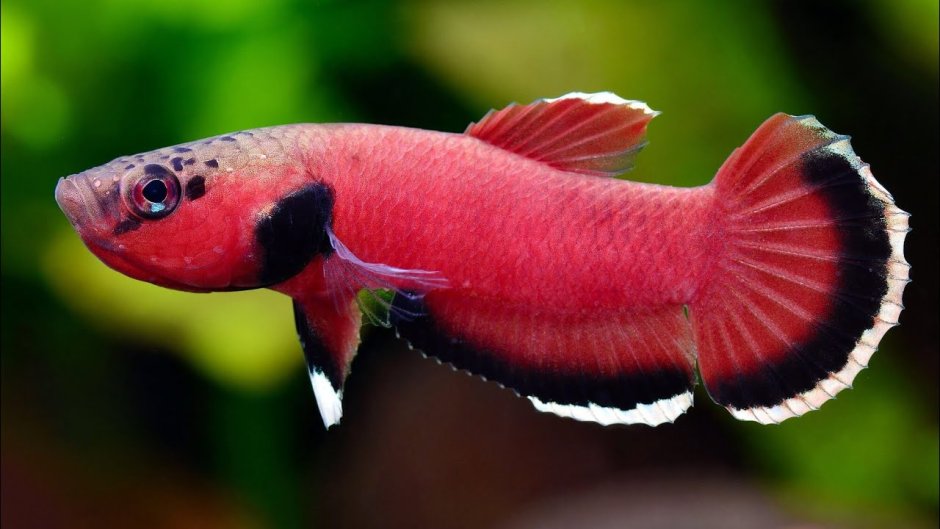 Гетерандрия Элеганс