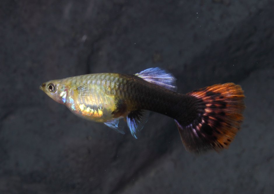 Гуппи мультиколор Люкс