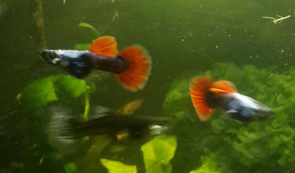 Гуппи слоновьи уши