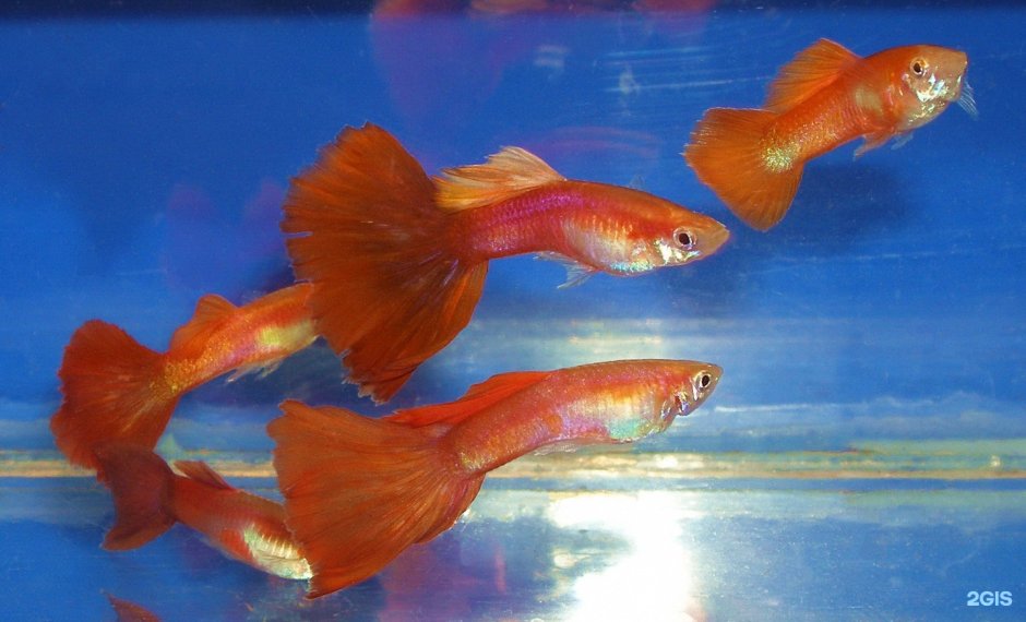 Гуппи красные