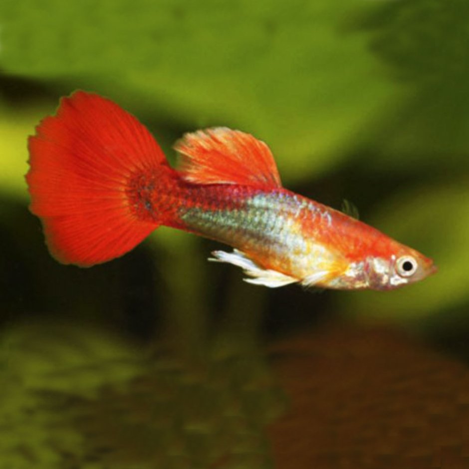Гуппи магента