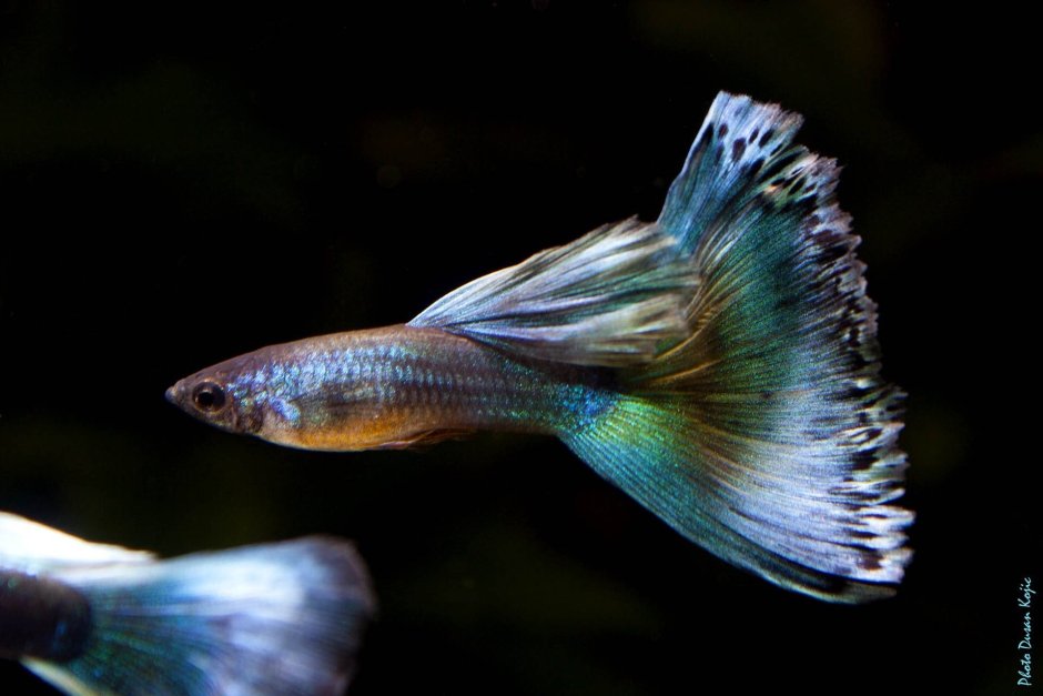 Гуппи кои тукседо