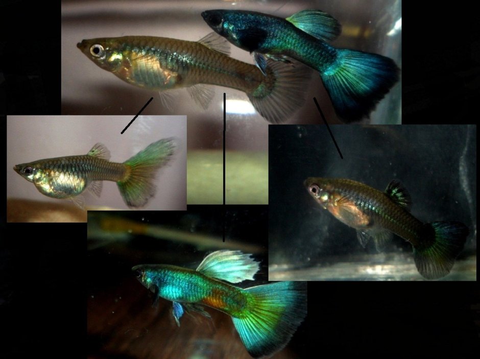 Гуппи Московская Малахитовая