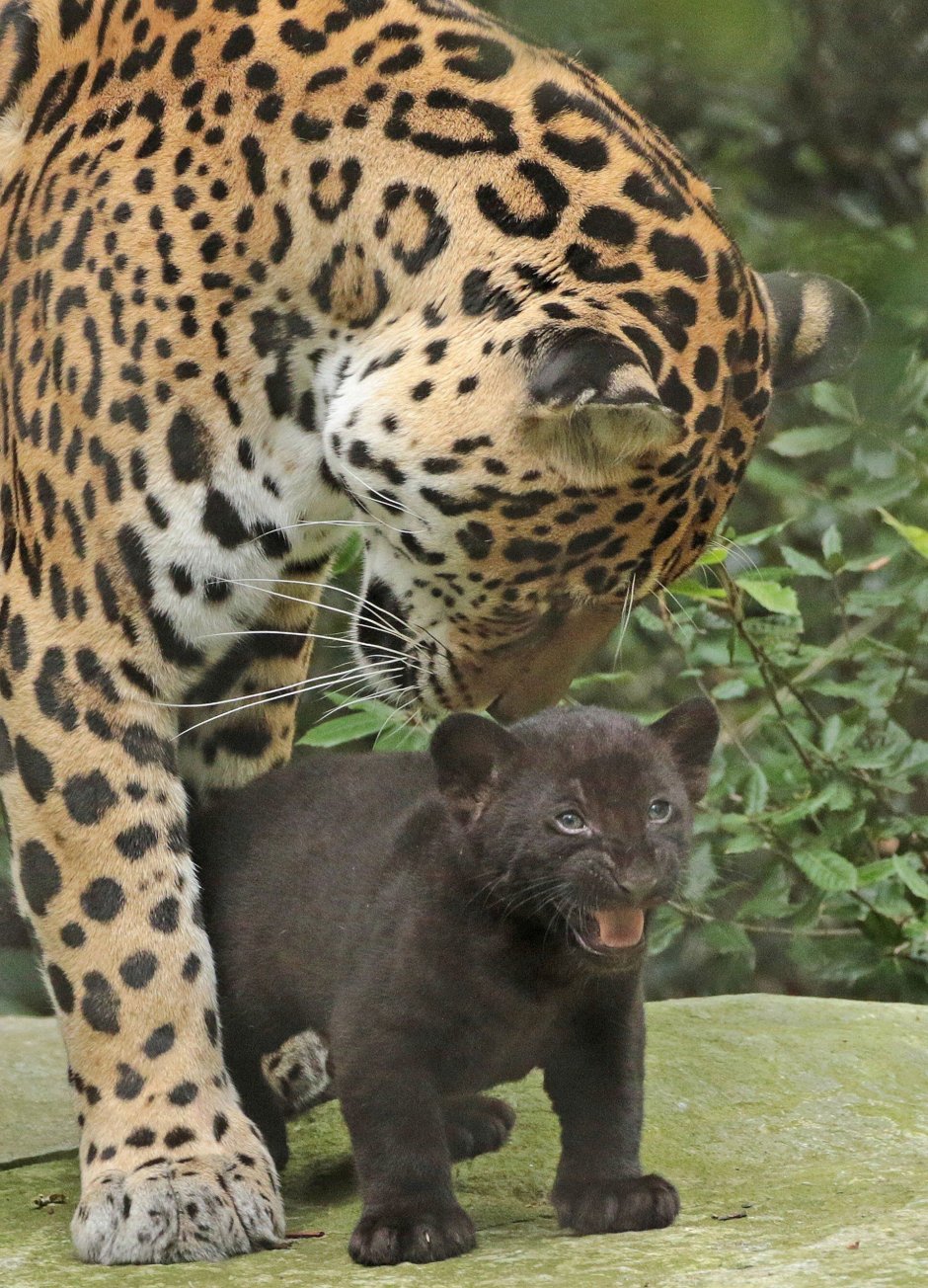 Ягуар котенок