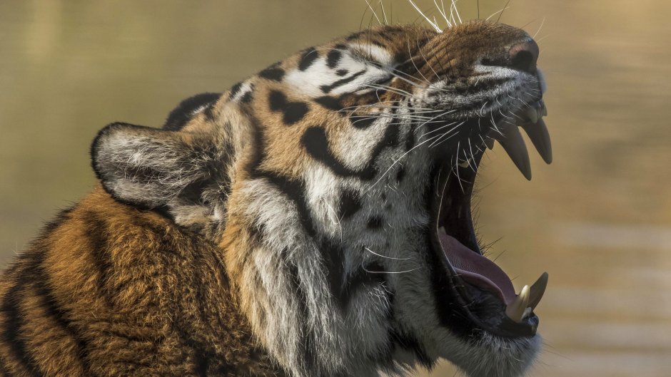 Хищные животные