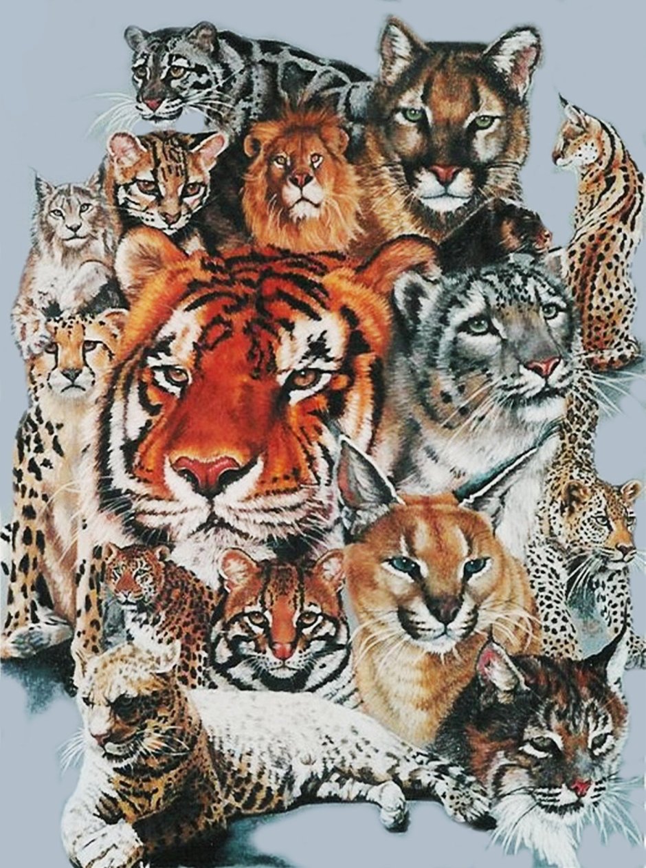 Дикие кошки арт