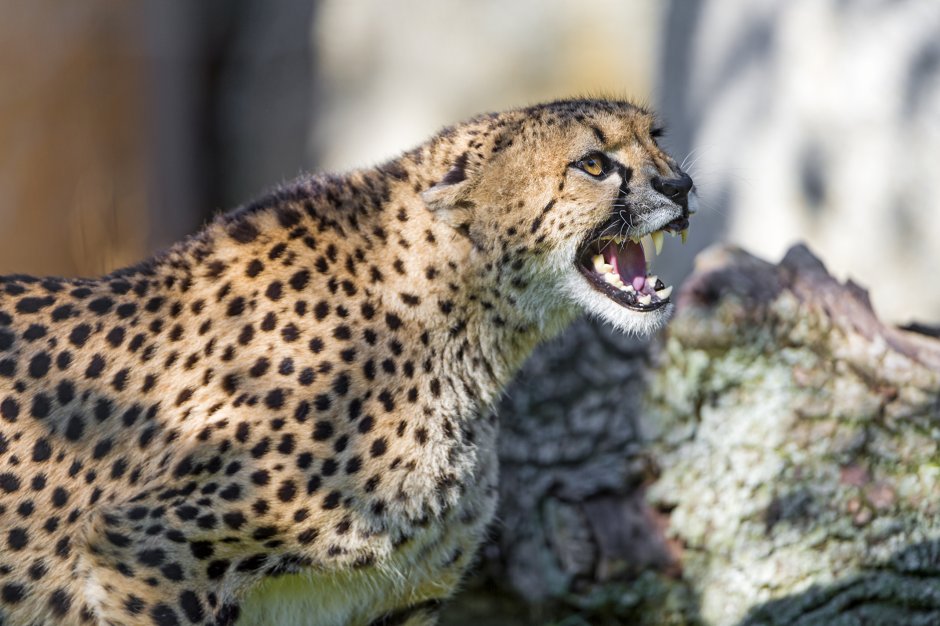 Гепард рычит сбоку