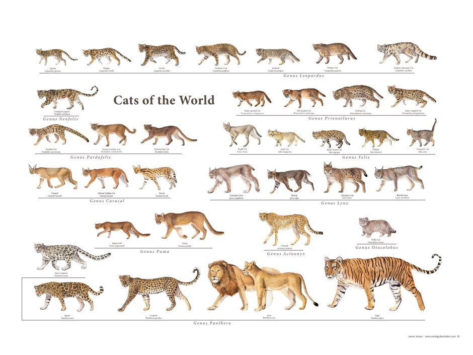 Семейство Felidae кошачьи