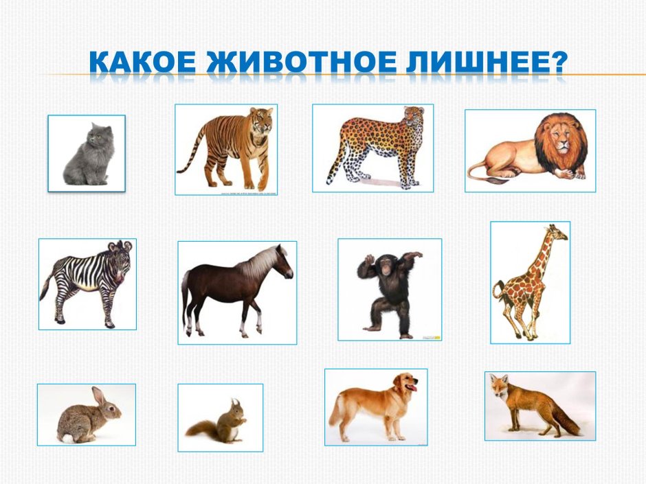 Дикие и домашние животные для дошкольников