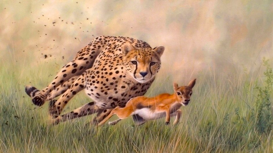 Леопард охотится на антилопу