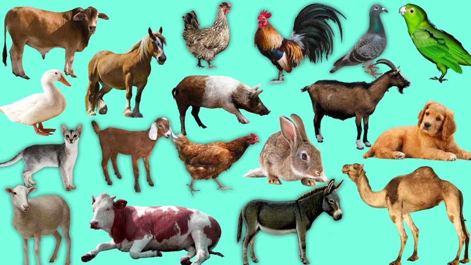 Дикие и домашние животные