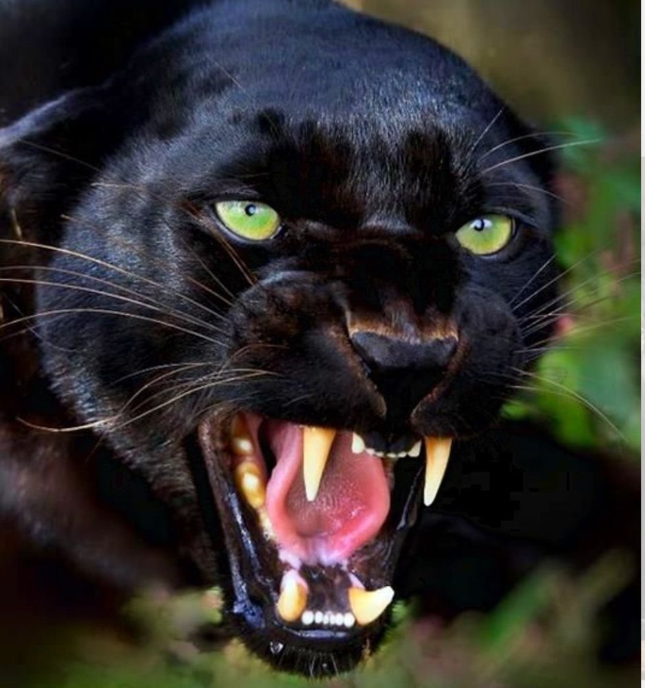 Пума черная злая